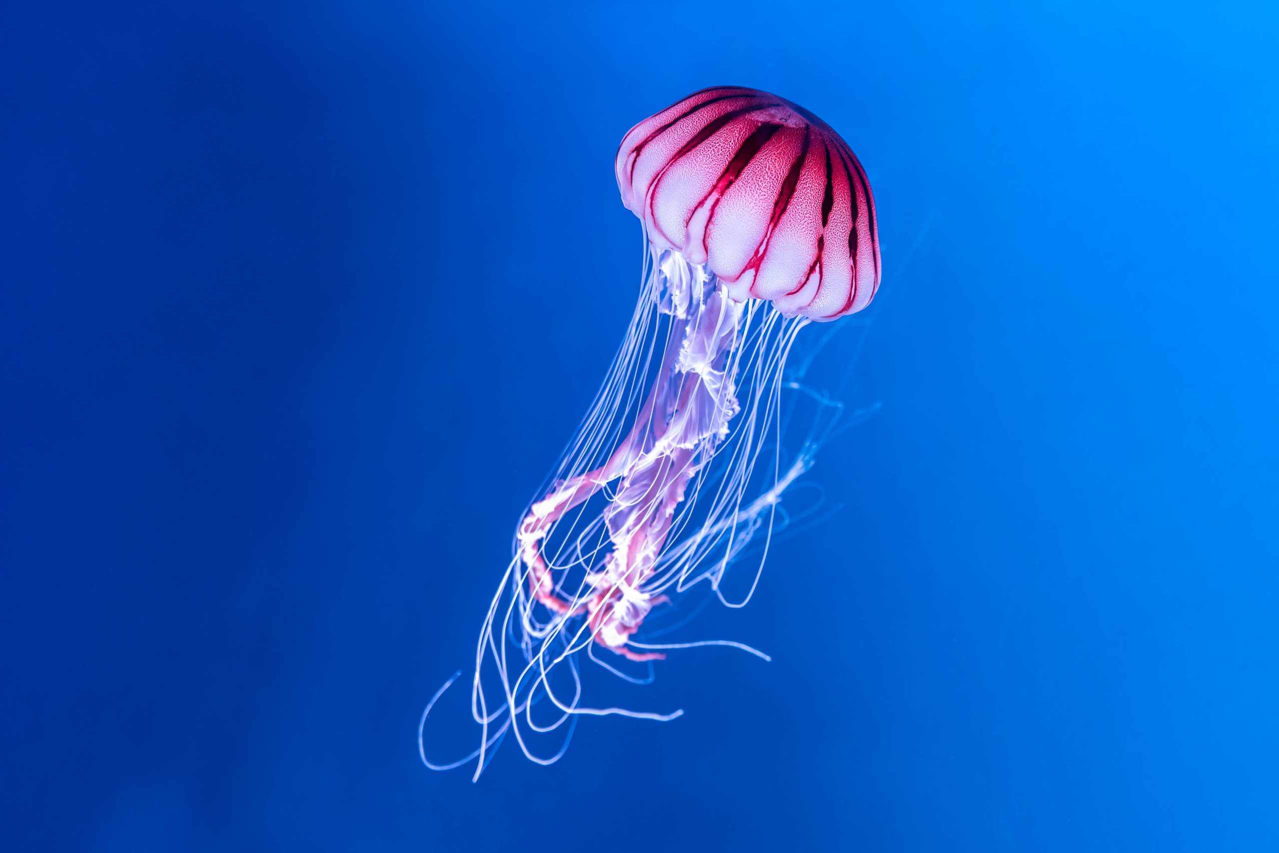 Jellyfish New Theatre